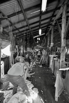 Steam Plains Shearing 022726 © Claire Parks Photography 